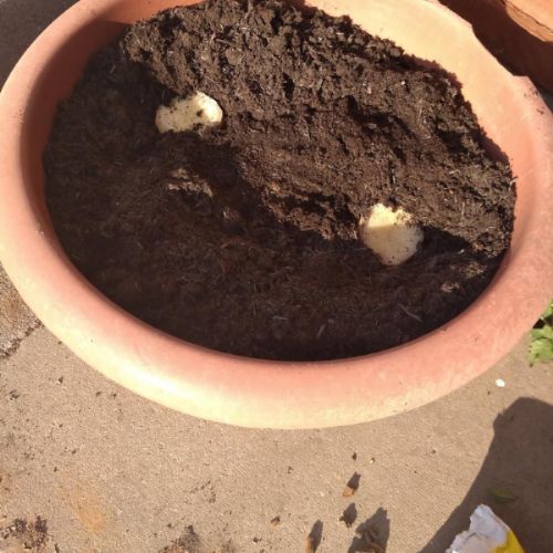 Planting potatos.jpg